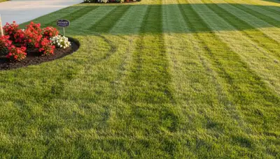 Freshly striped and edged lawn by professional landscapers in Mesa, AZ showcasing precise mowing results